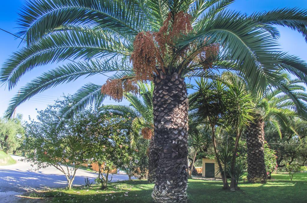 Olive Grove Apts Lithakia  Стая снимка